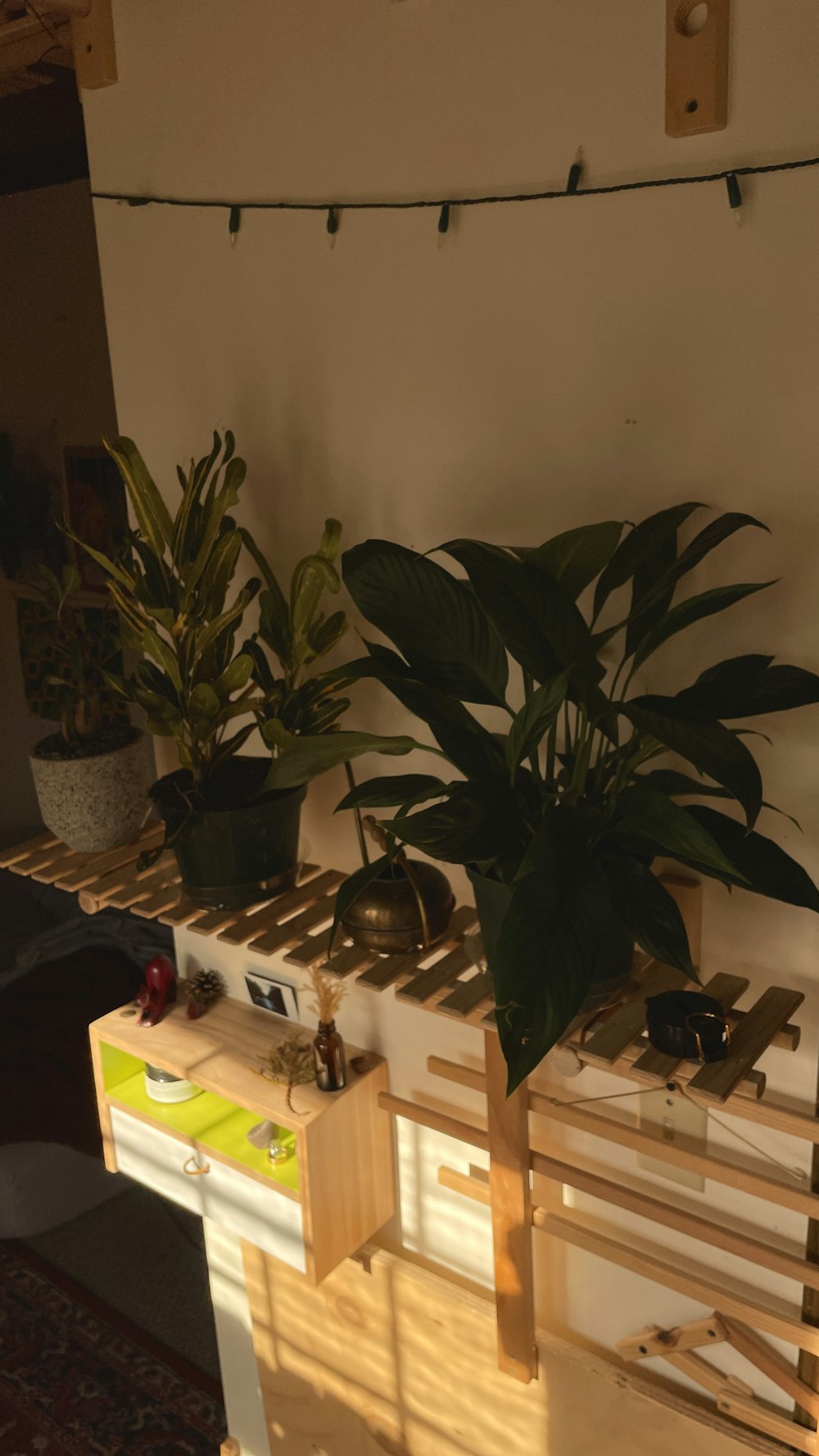 a couple of plants that are on a shelf