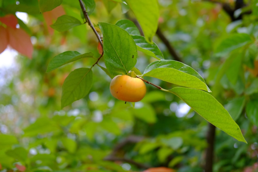 a small orange hanging from a tree branch