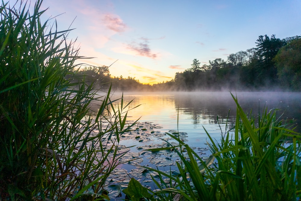 a body of water surrounded by trees and fog