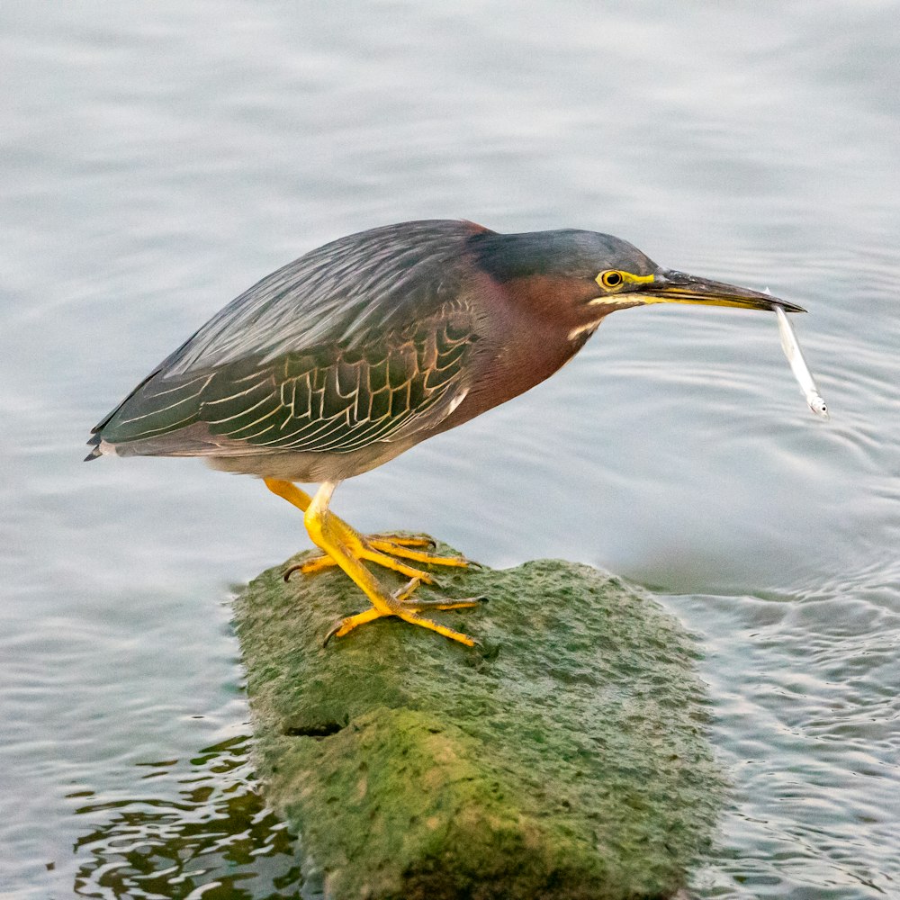 a bird is standing on a rock in the water