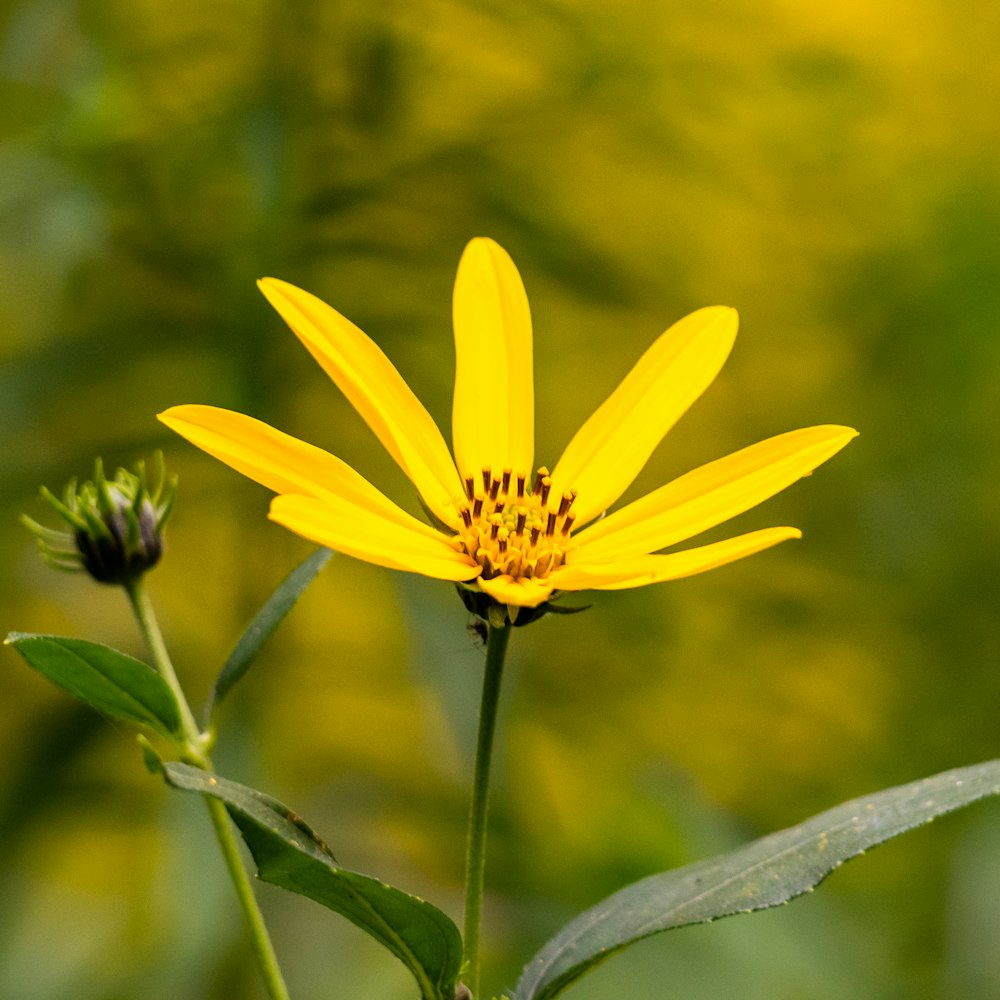 a close up of a yellow flower with a blurry background