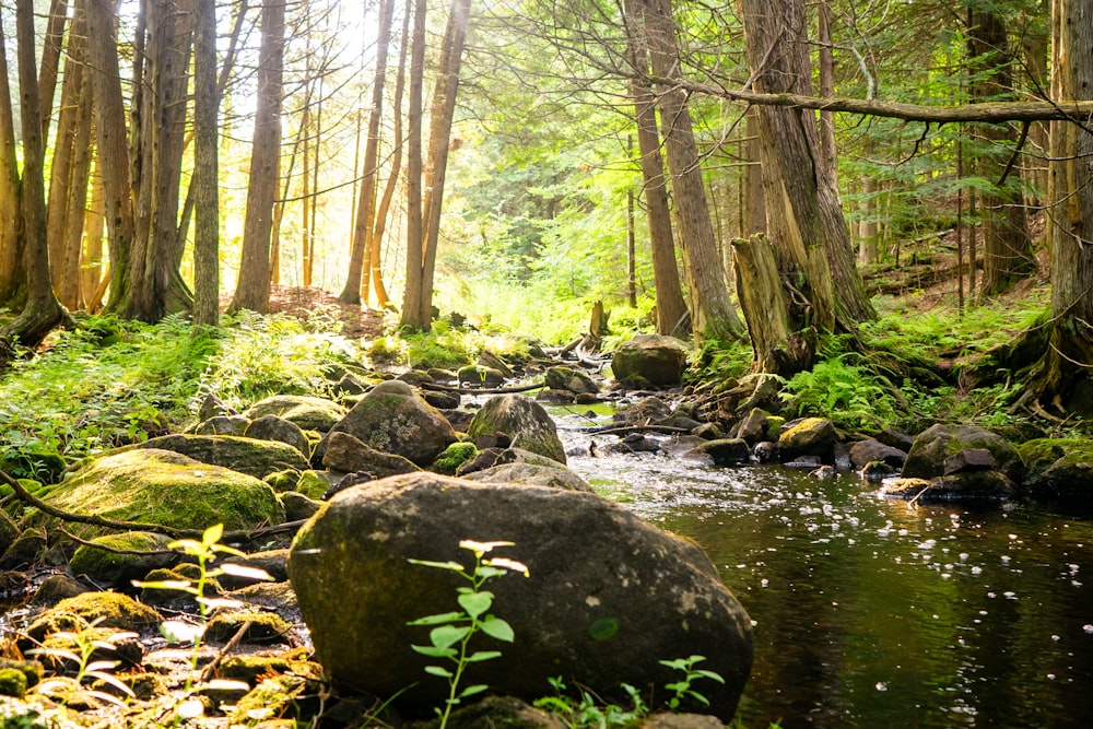 a stream running through a lush green forest