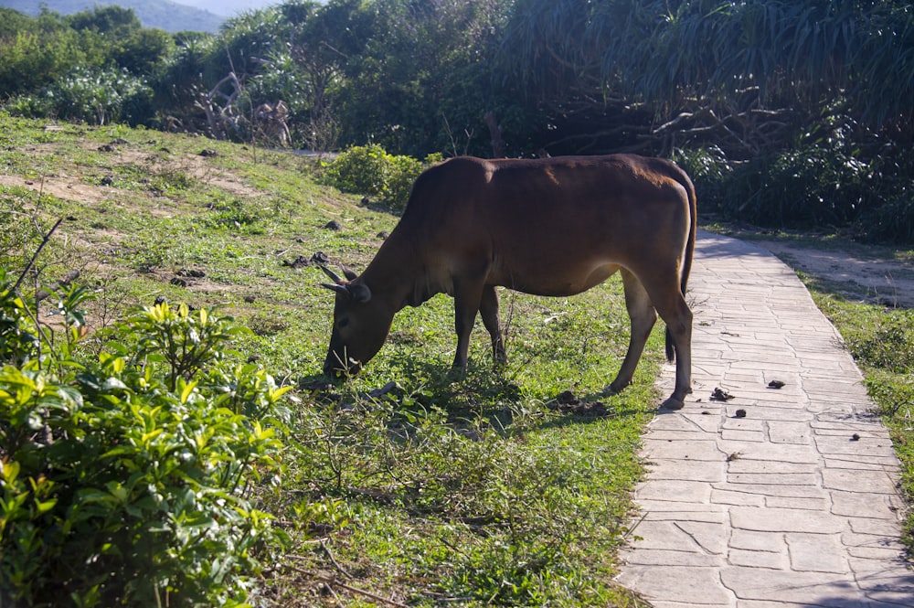 a brown cow grazing on a lush green hillside