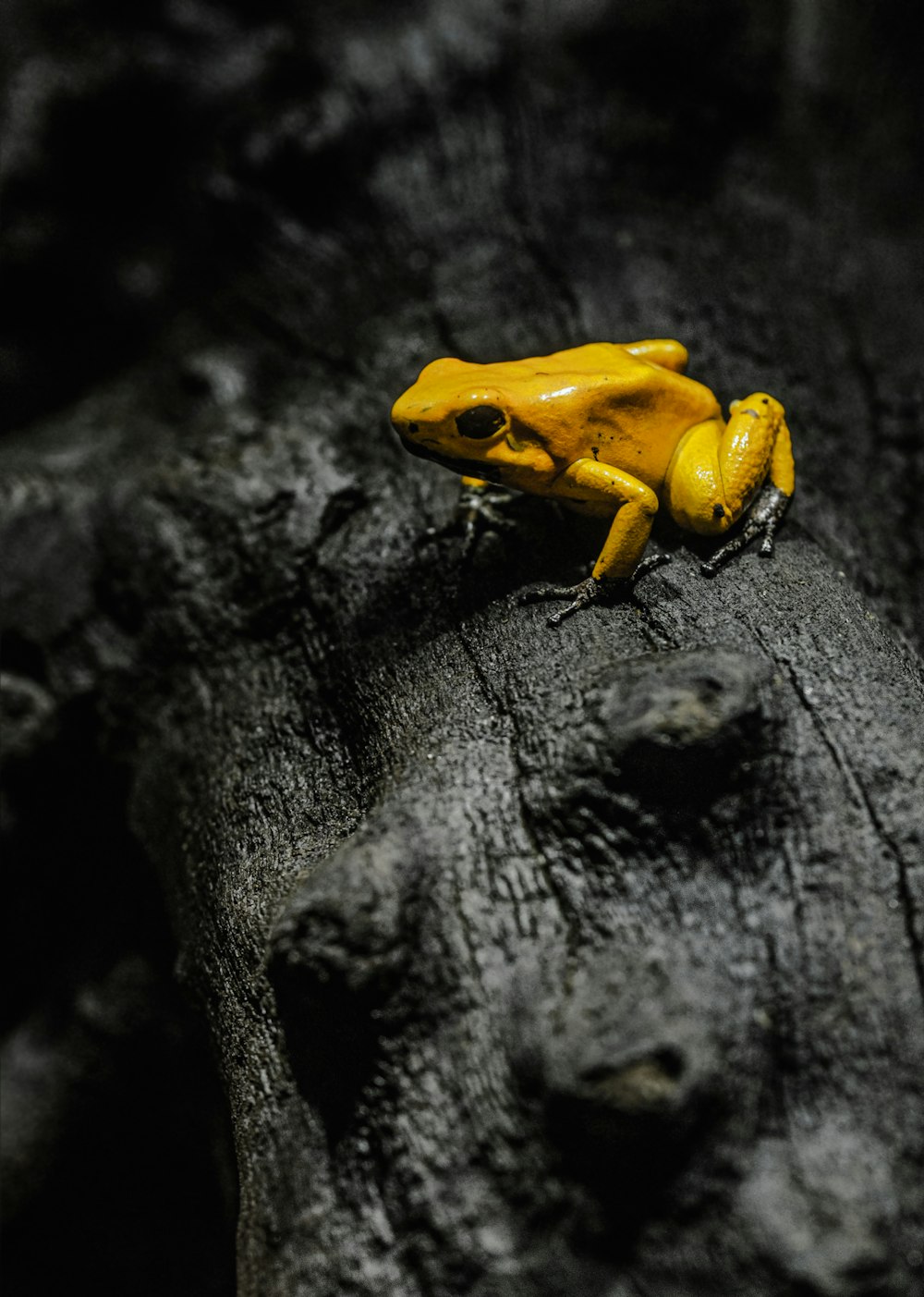 a yellow frog sitting on top of a tree trunk