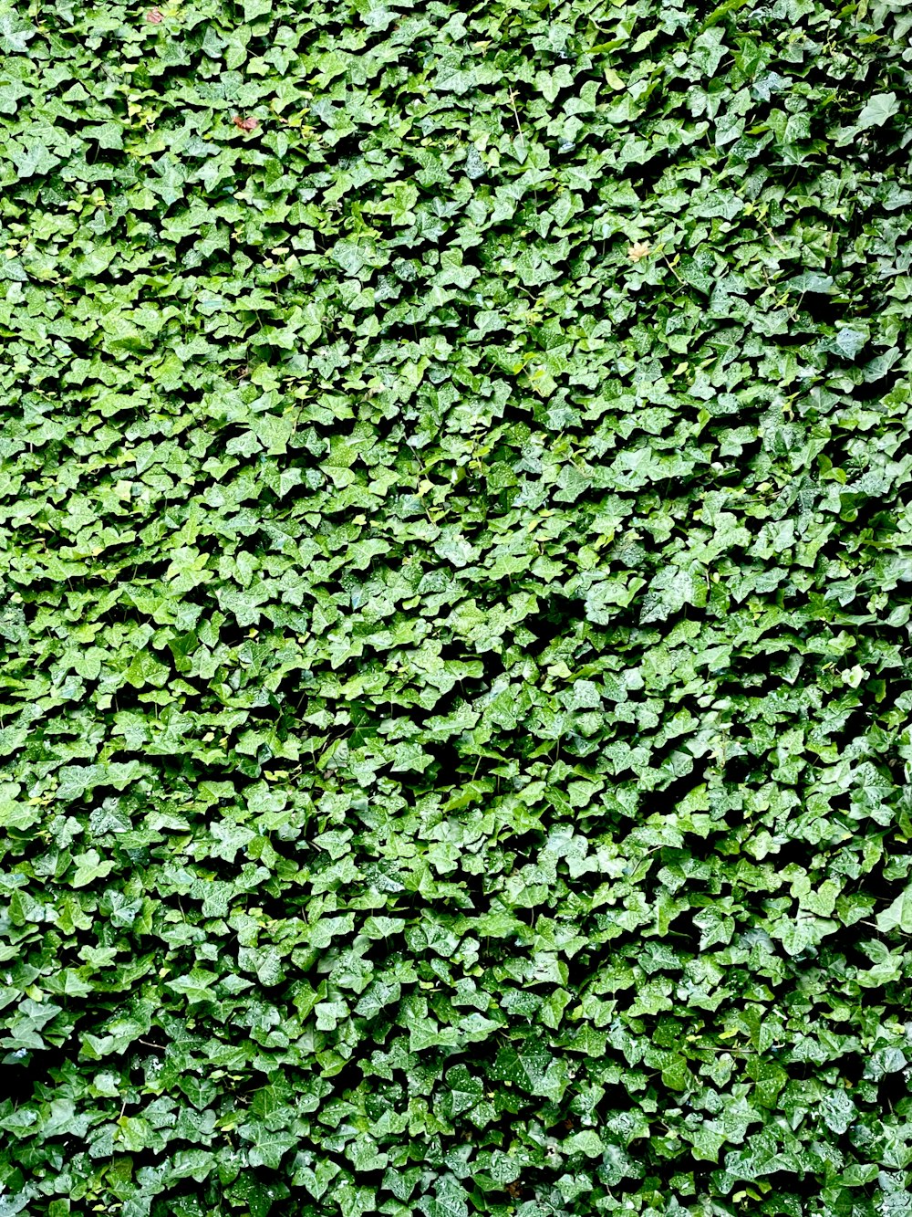 a green wall covered in lots of leaves