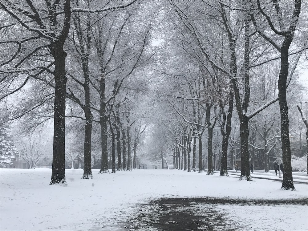 a snow covered park with trees and a puddle of water