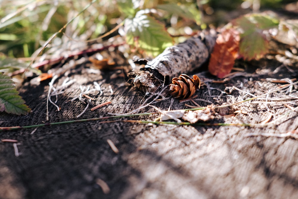 a close up of a small insect on the ground