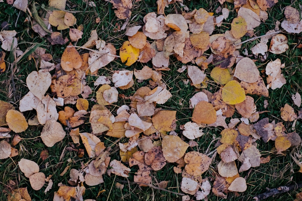 a bunch of leaves that are on the ground