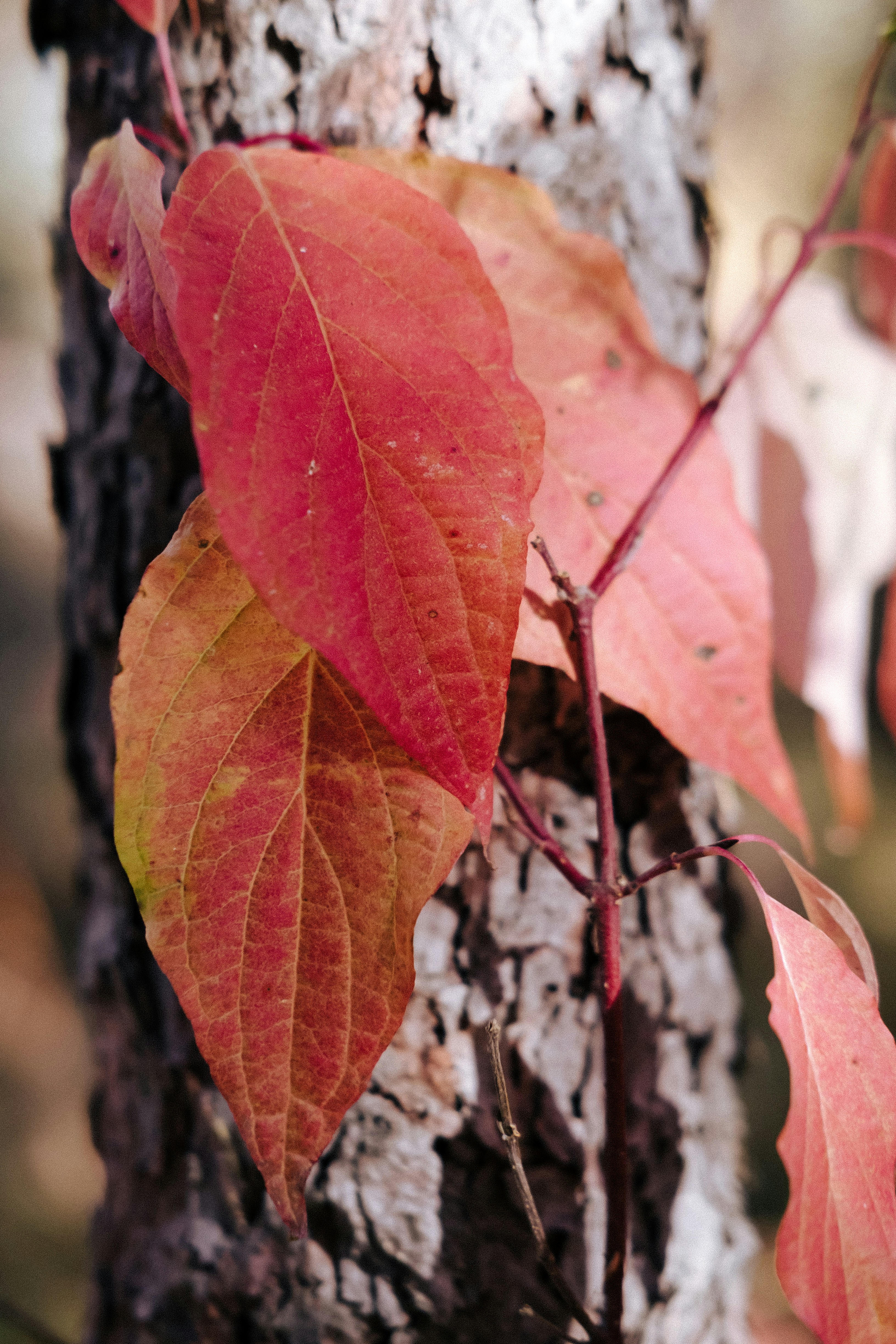 Photo by tarameinczinger