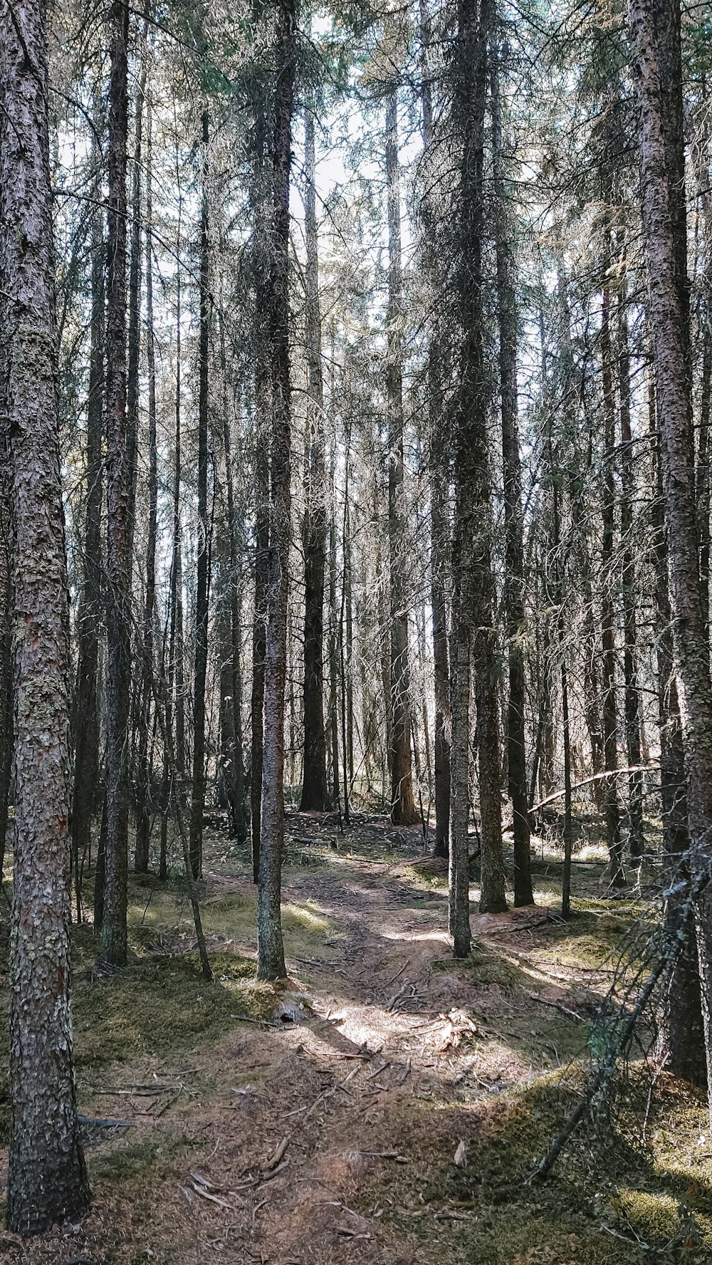 a dirt path in the middle of a forest