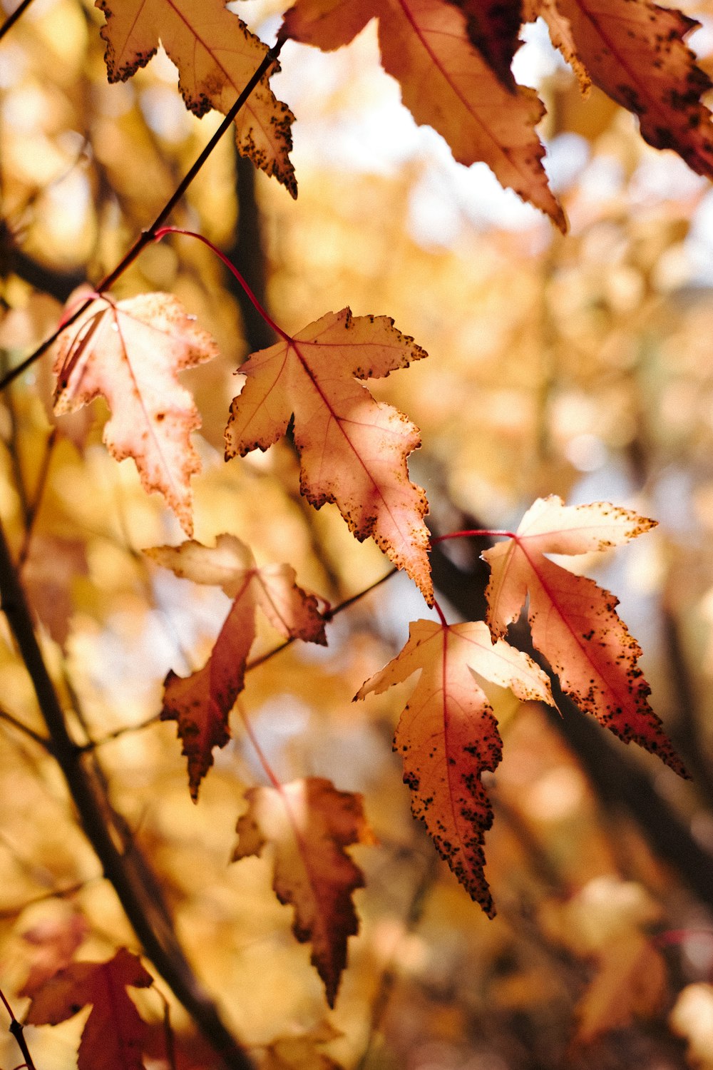 a close up of leaves on a tree