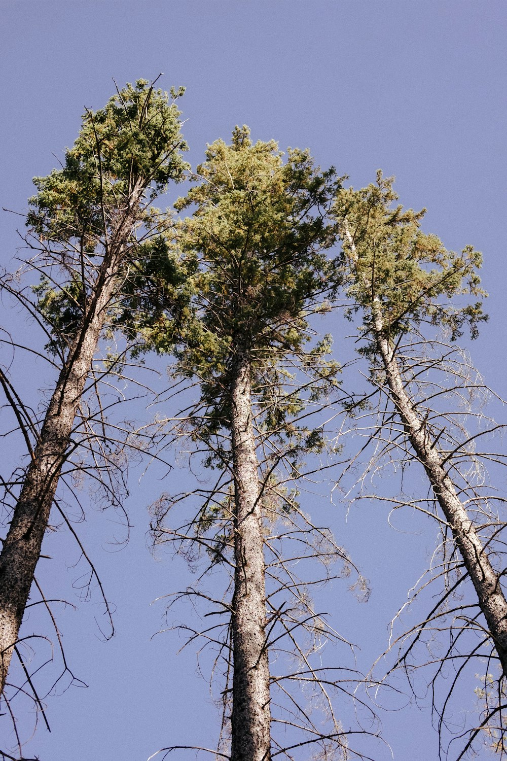 eine Gruppe hoher Bäume, die nebeneinander stehen