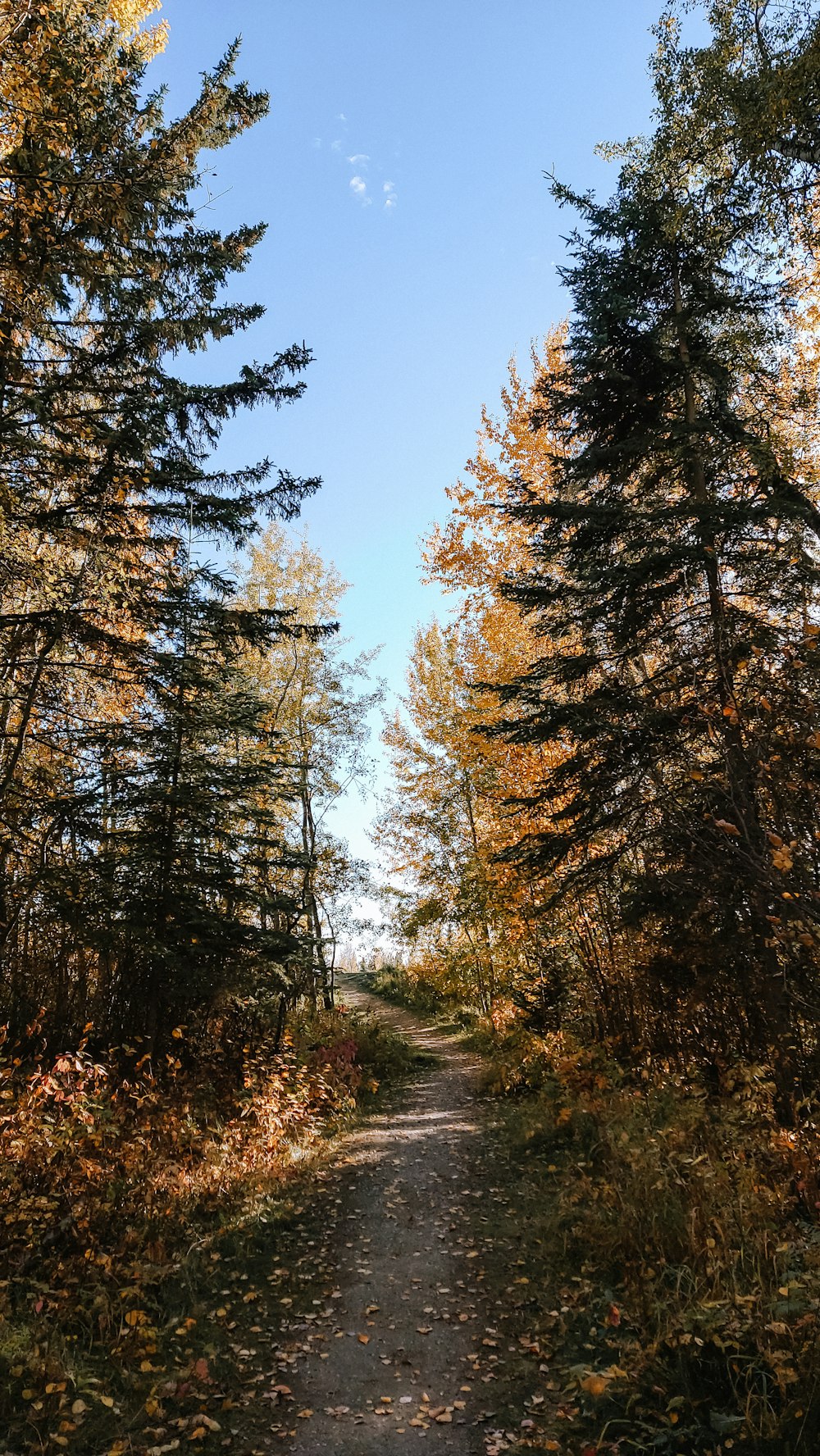 a dirt road in the middle of a forest