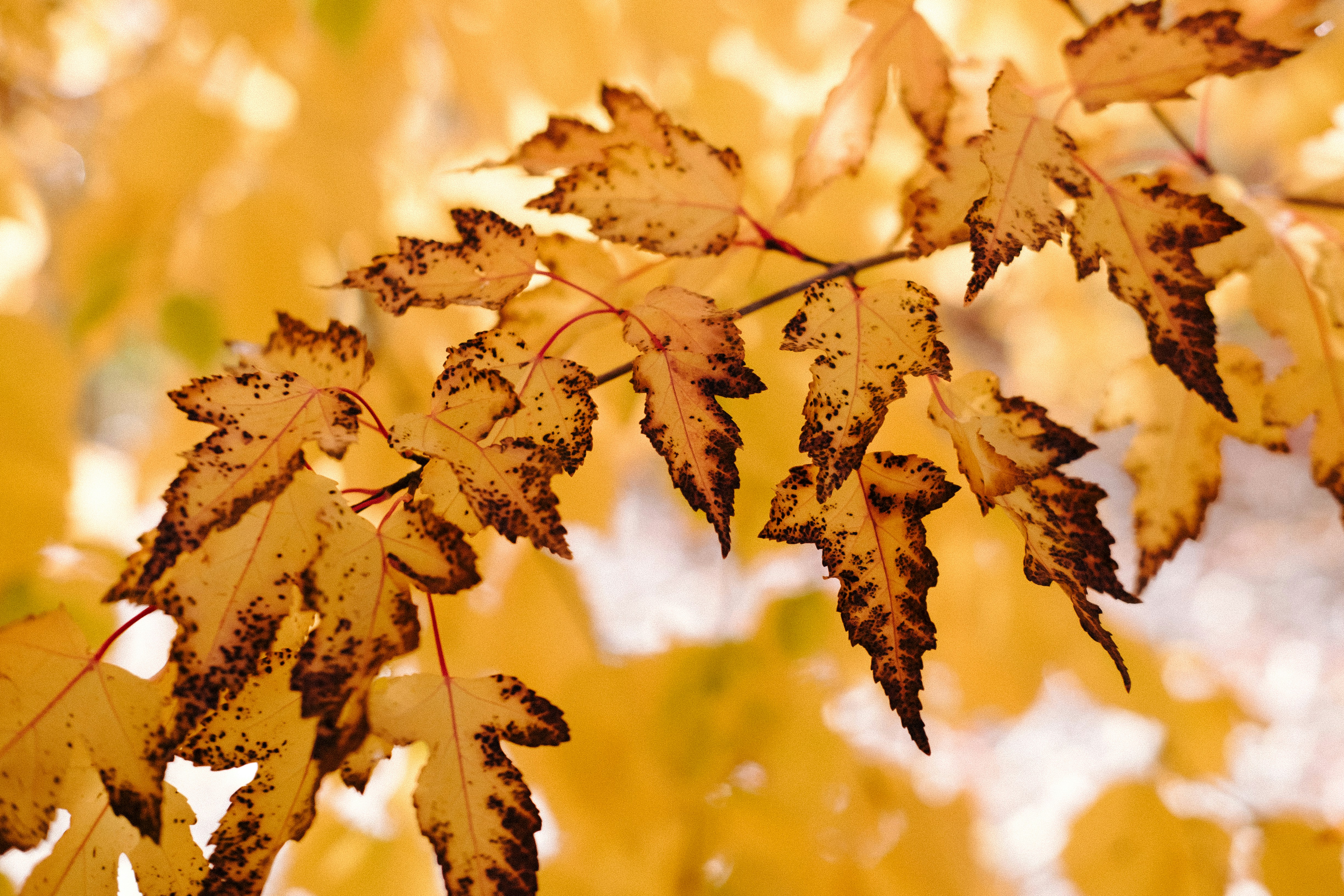 Photo by tarameinczinger