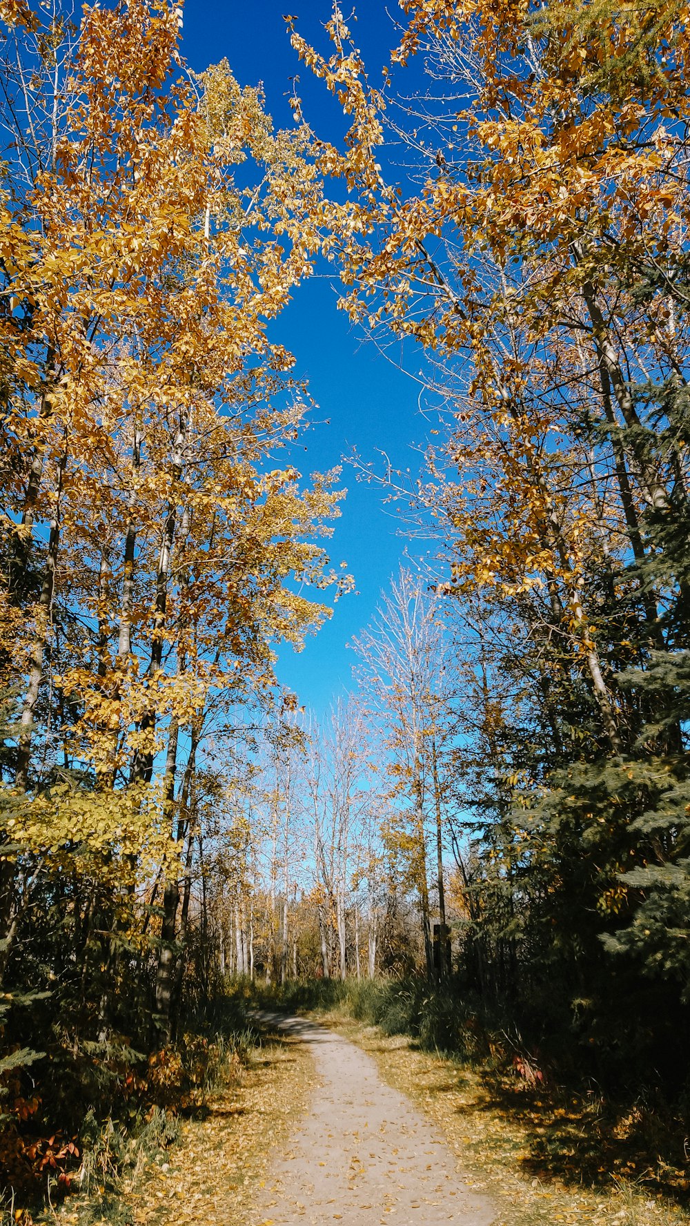 a dirt road surrounded by trees with yellow leaves