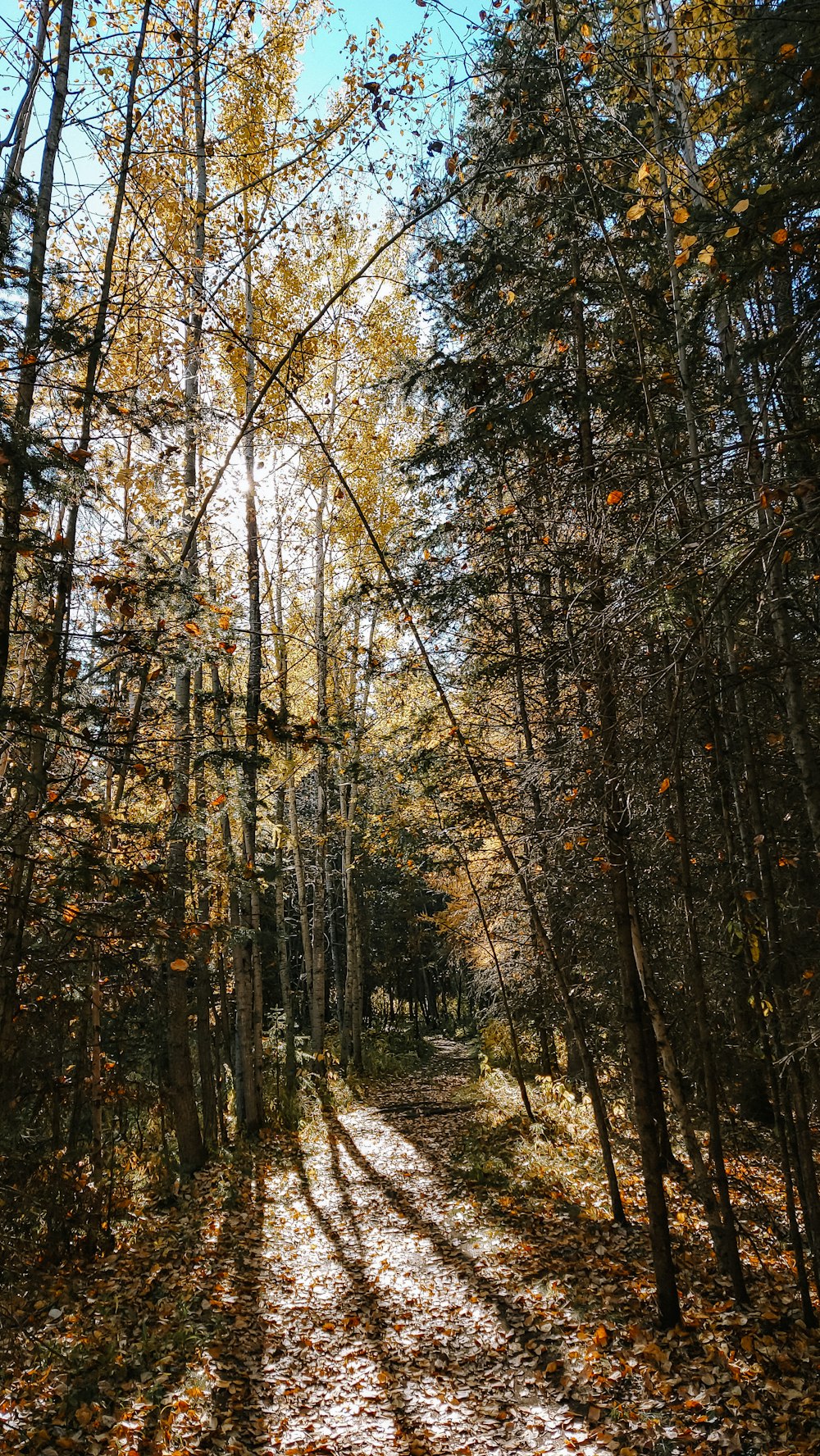 Ein Weg durch einen Wald mit vielen Blättern auf dem Boden