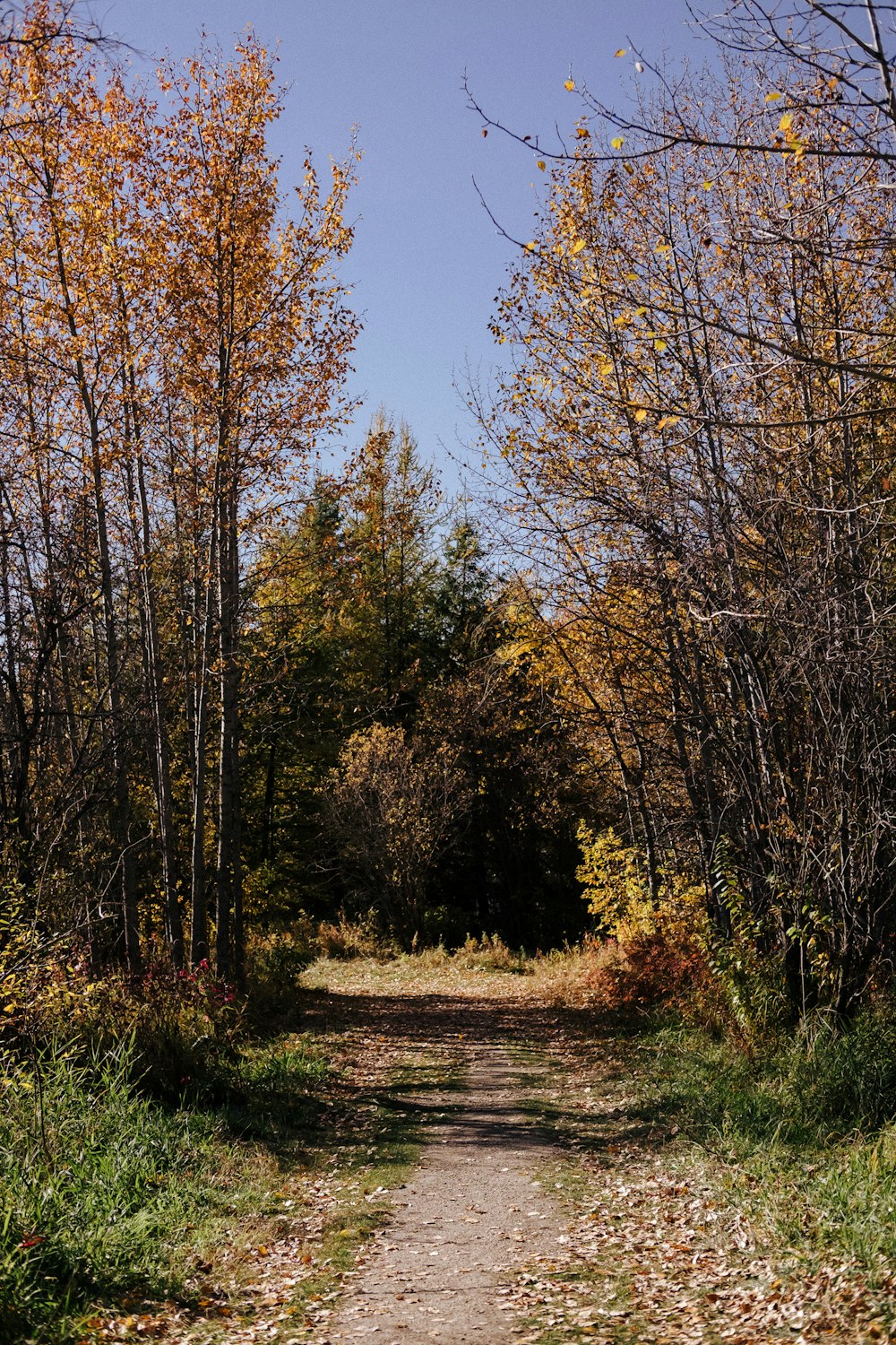 a dirt road in the middle of a forest