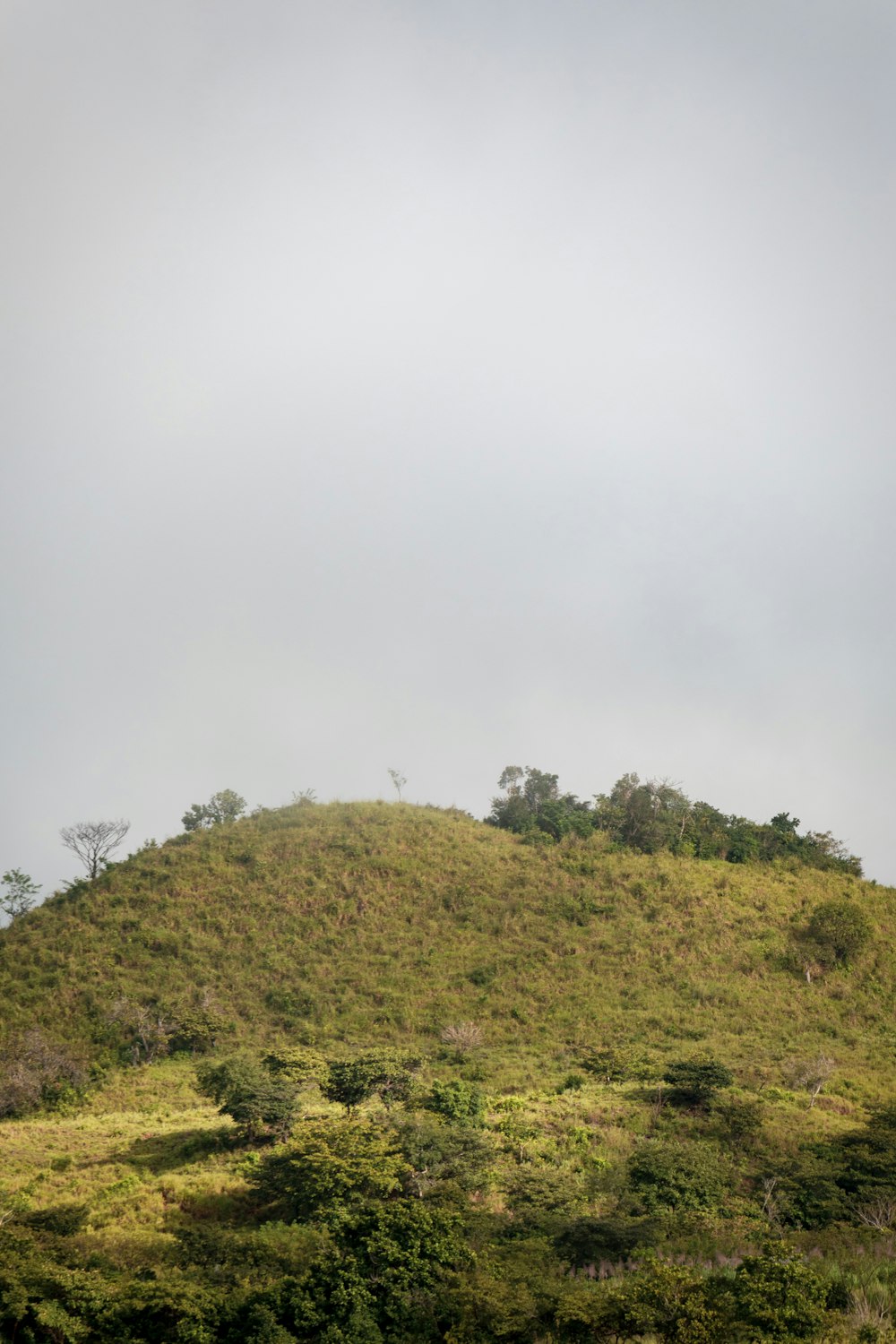 a grassy hill with trees on top of it