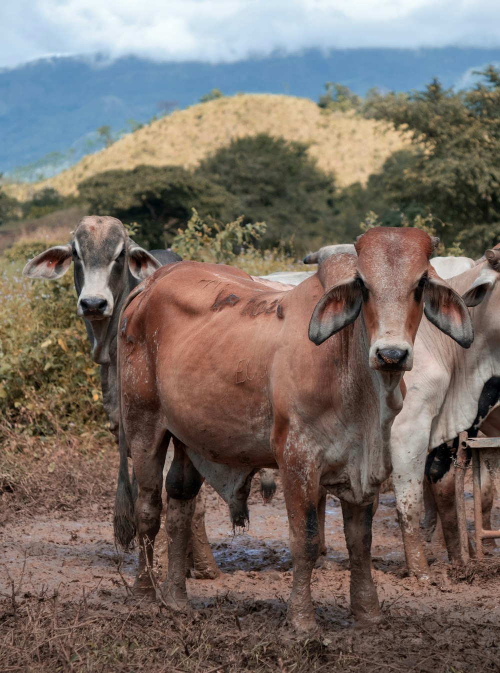 a group of cows standing next to each other