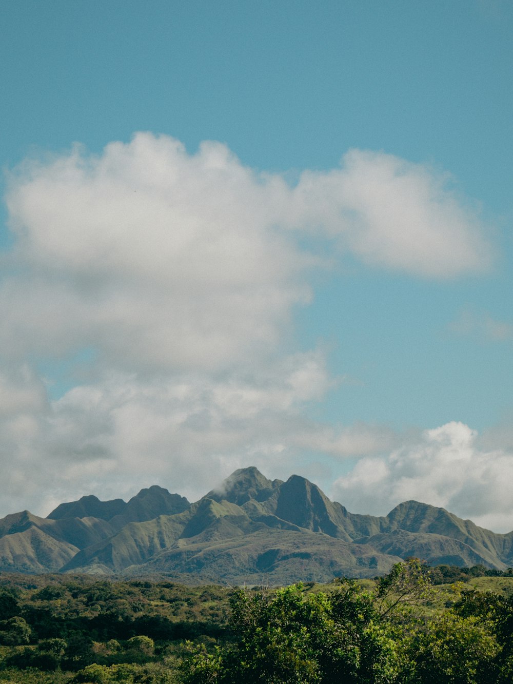 a herd of cattle grazing on a lush green hillside