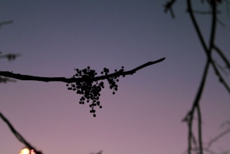 a tree branch with berries hanging from it