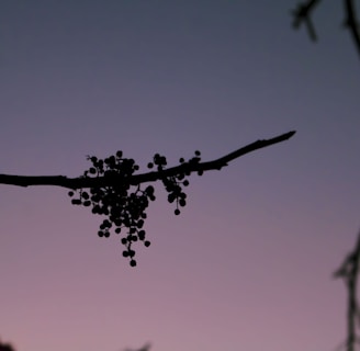 a tree branch with berries hanging from it