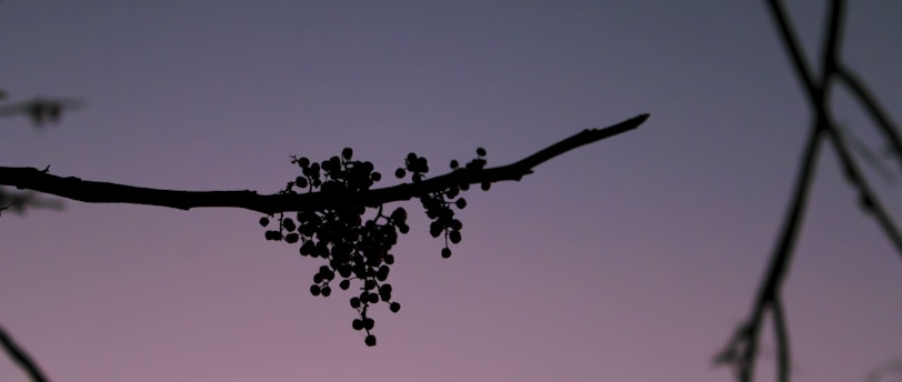 a tree branch with berries hanging from it