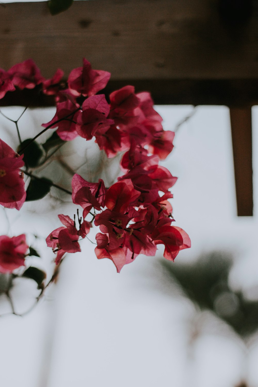 a bunch of red flowers hanging from a ceiling