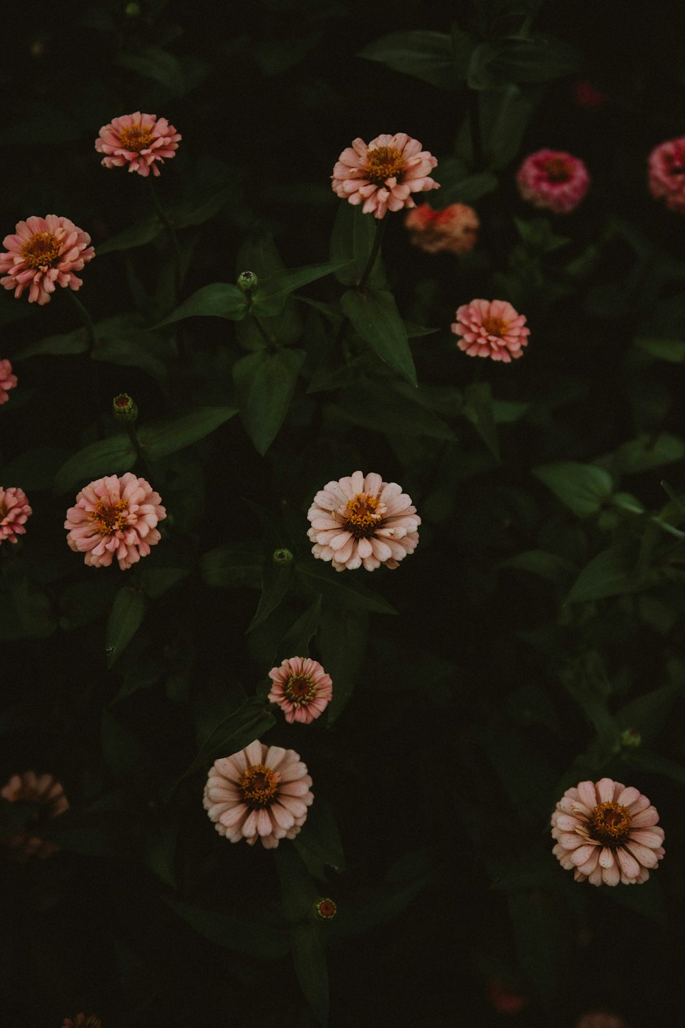 a bunch of flowers that are in the grass