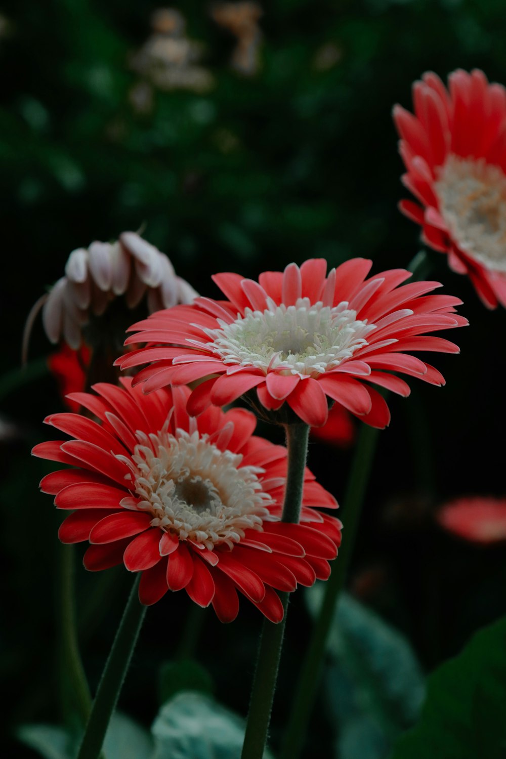 um grupo de flores vermelhas e brancas em um jardim