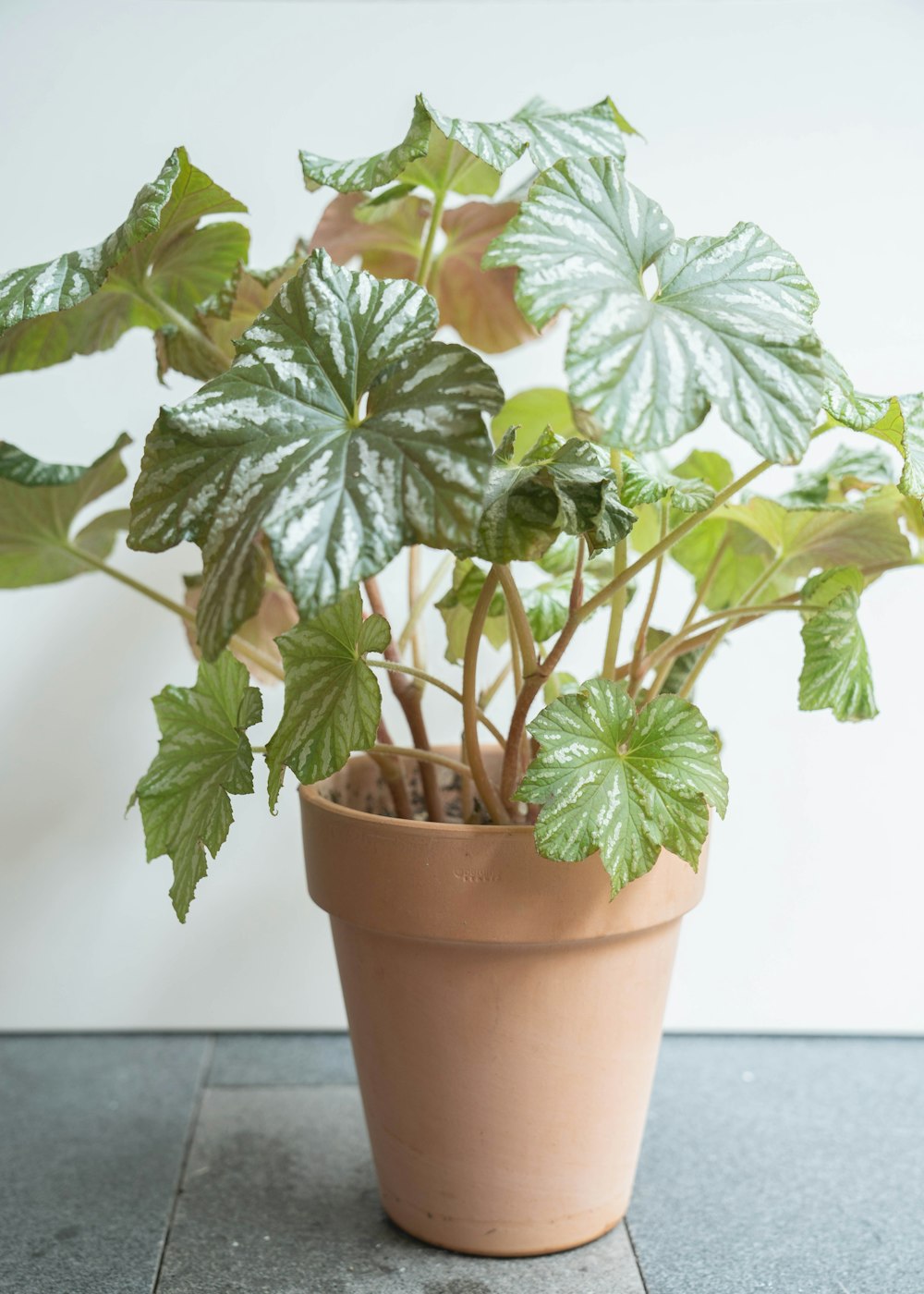 a potted plant with green leaves on a table