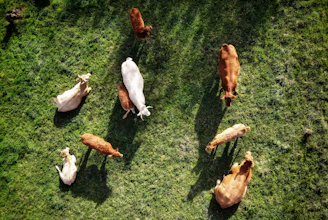 a herd of cattle standing on top of a lush green field