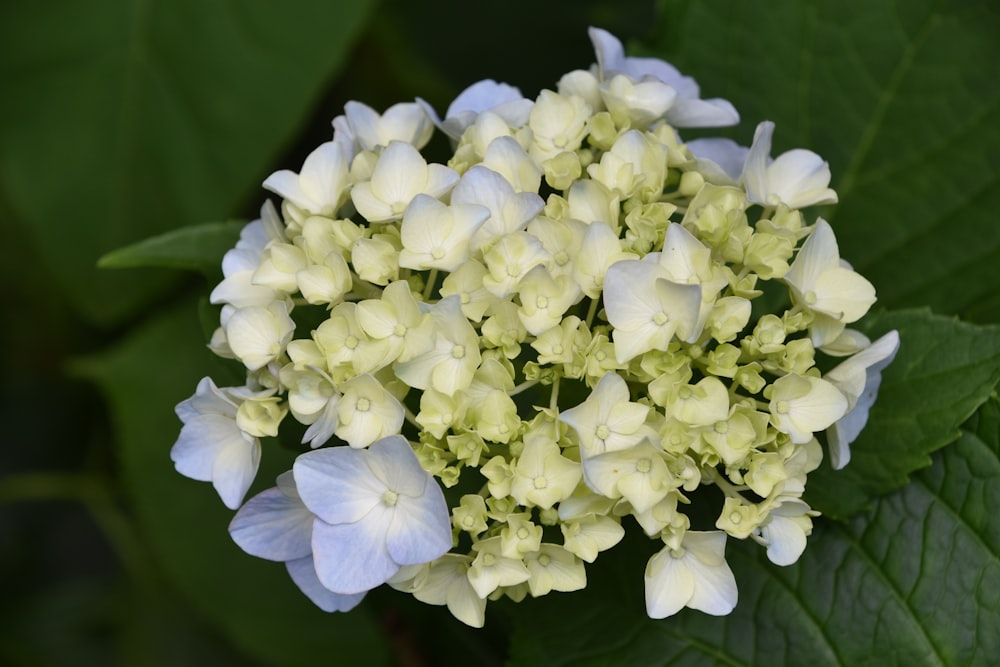 a close up of a blue and white flower