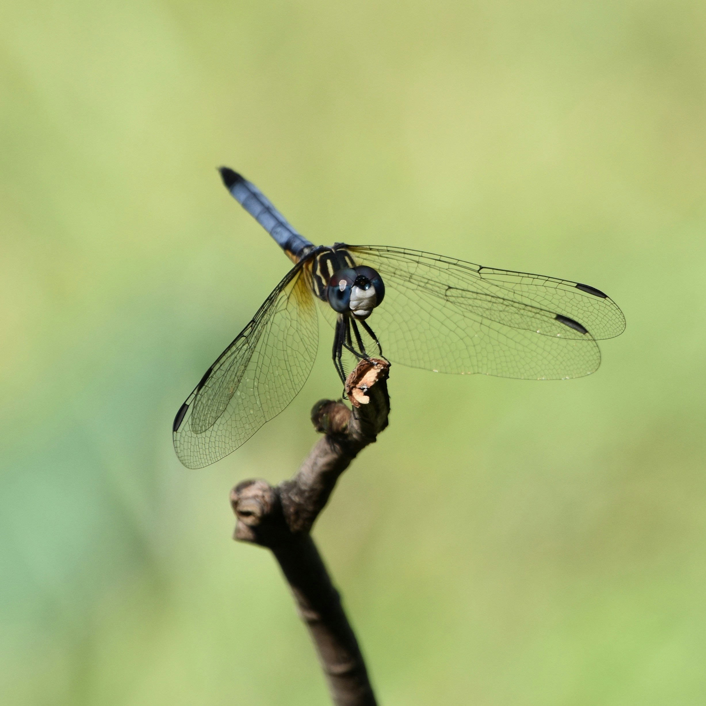 Photo by cindie_photographer