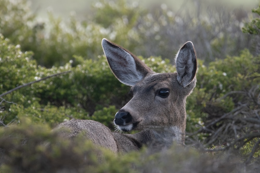 a close up of a deer in a forest