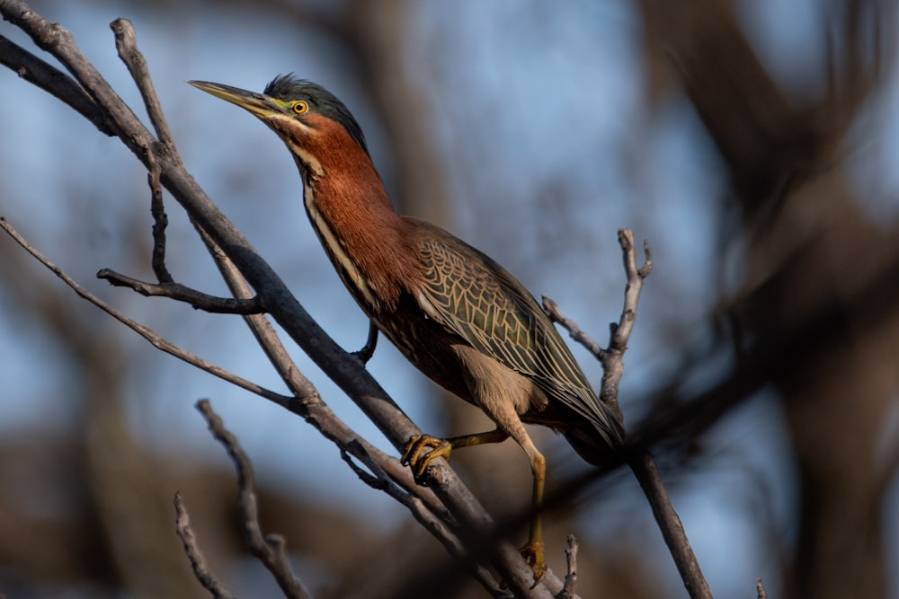 a bird is perched on a tree branch