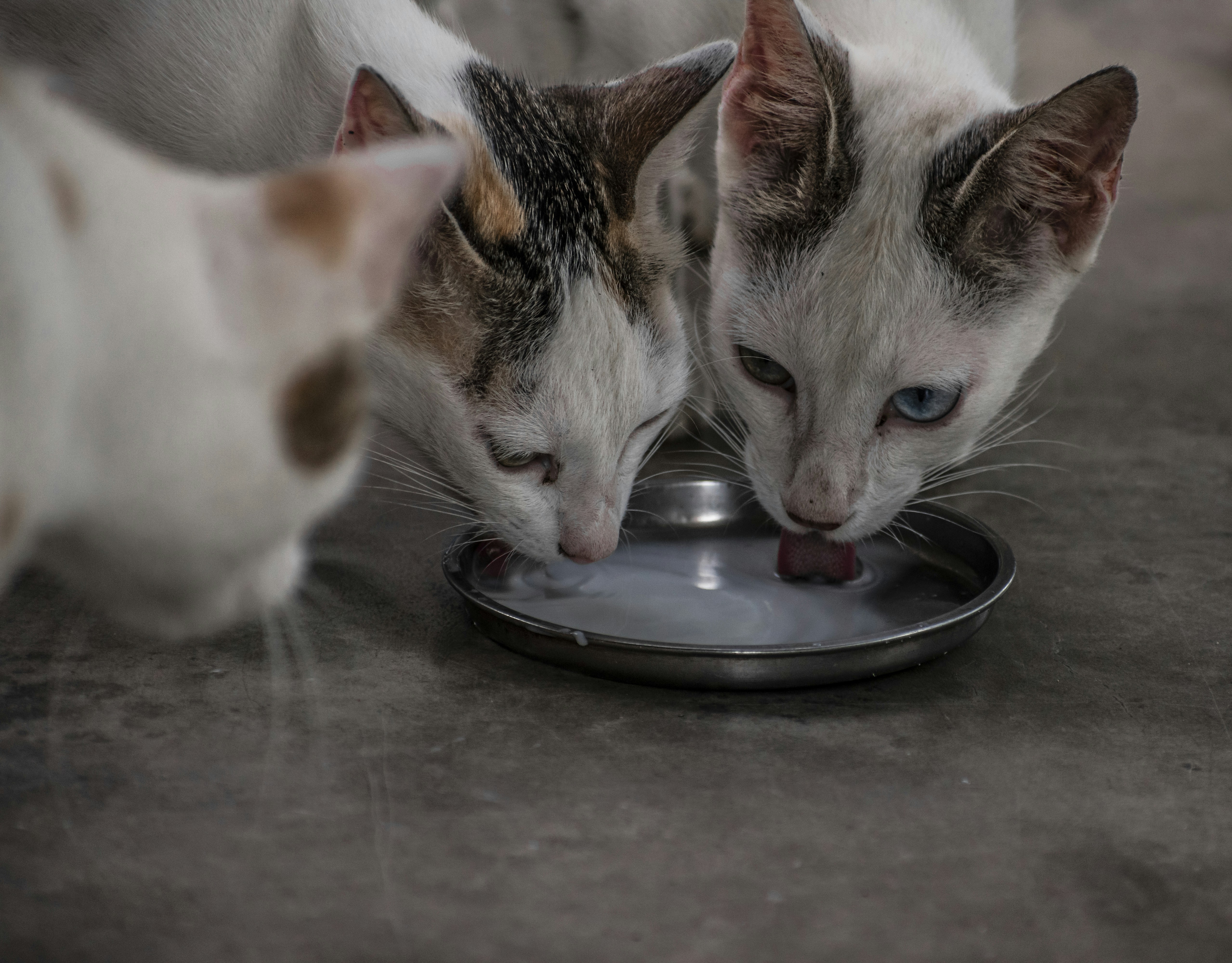 Un par de gatos comiendo comida de un plato