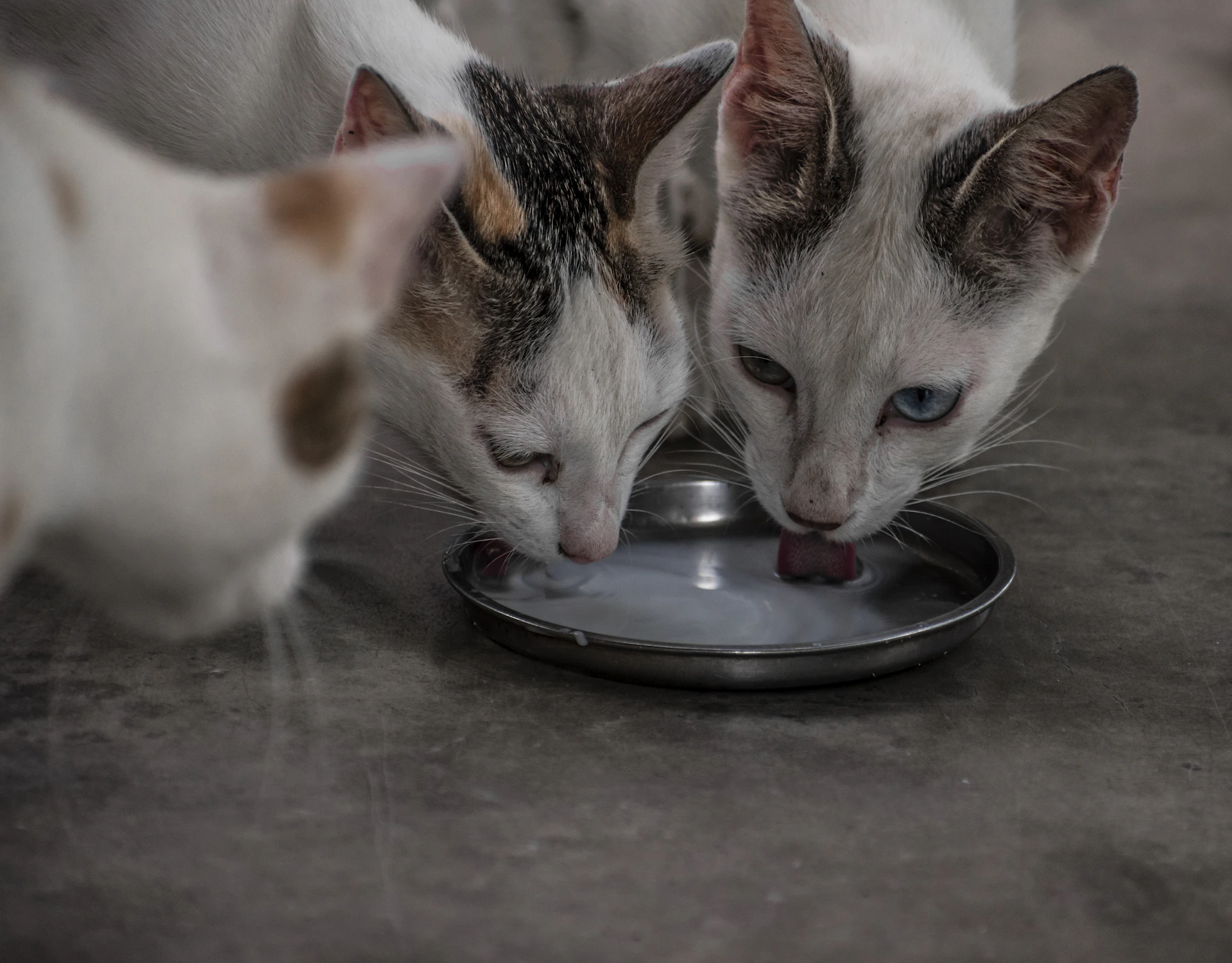a couple of cats eating food out of a plate
