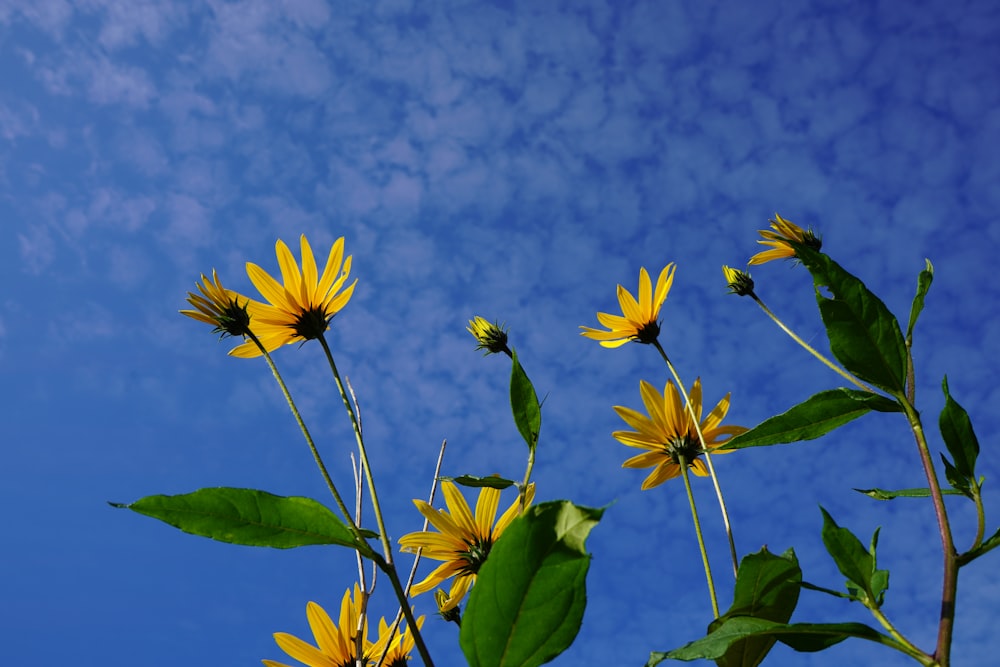 yellow flowers against a blue sky with clouds