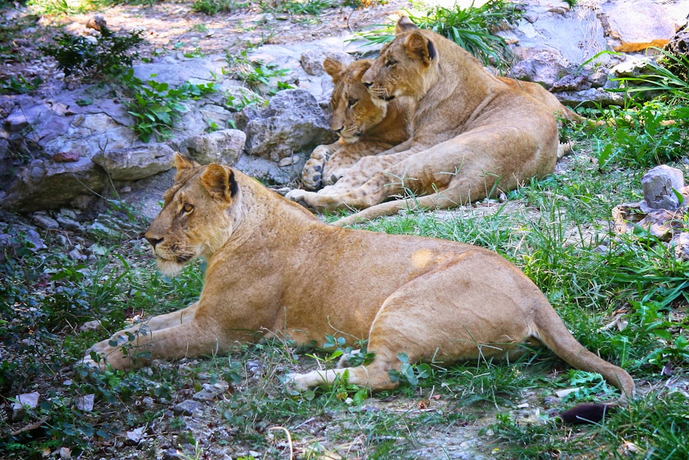 a couple of lions laying on top of a lush green field