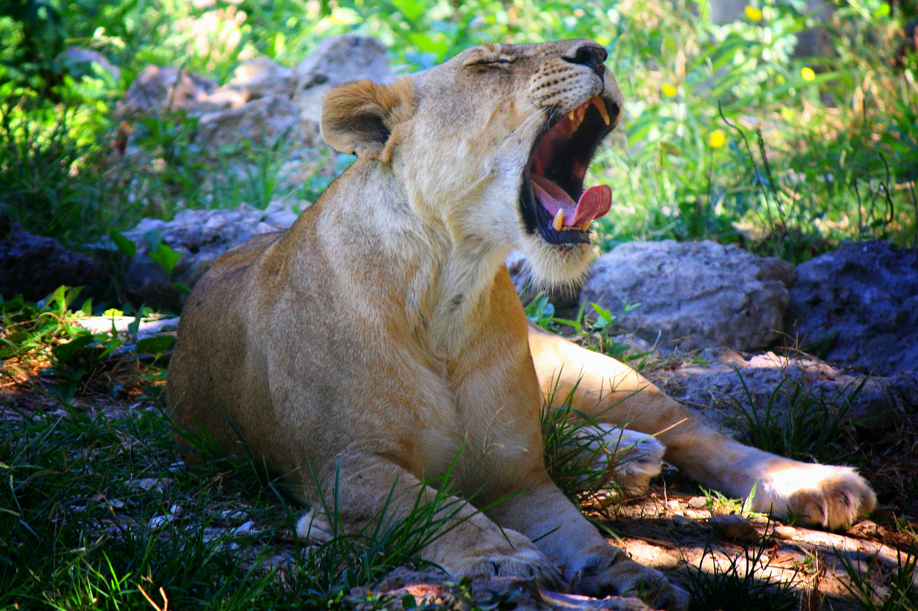 Why Big Cats Still Matter (image credits: unsplash)