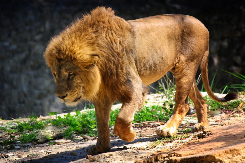 a large lion walking across a dirt field