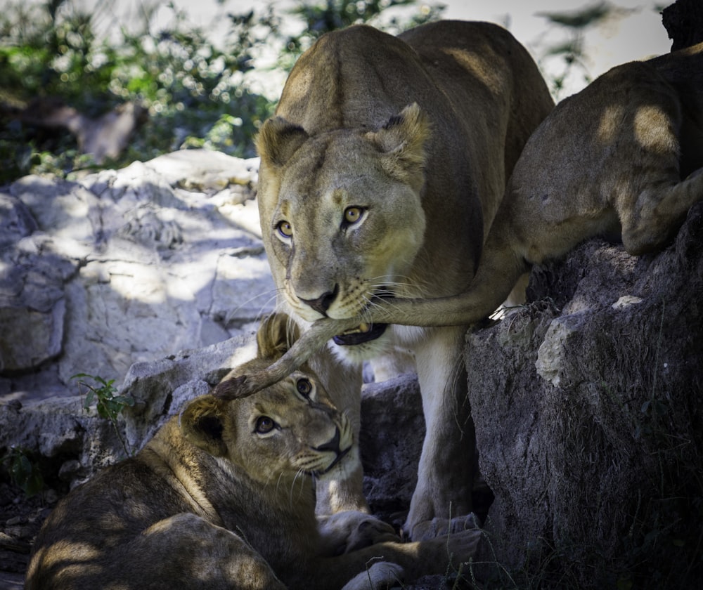 a couple of lions standing next to each other