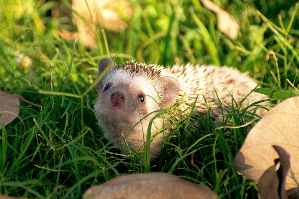 a small hedge sitting in the grass