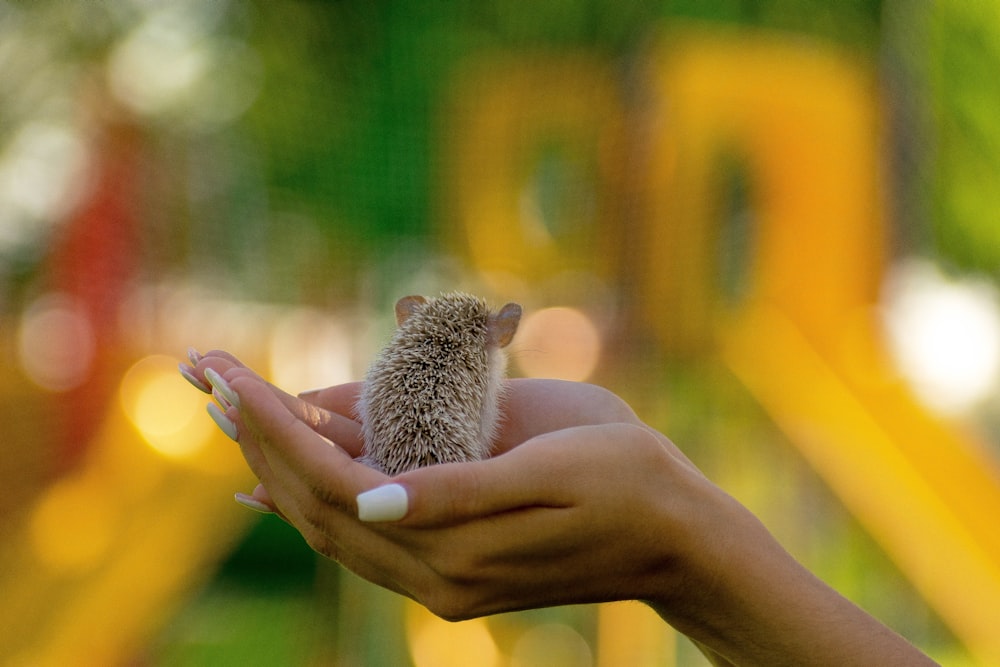 a person holding a small animal in their hand