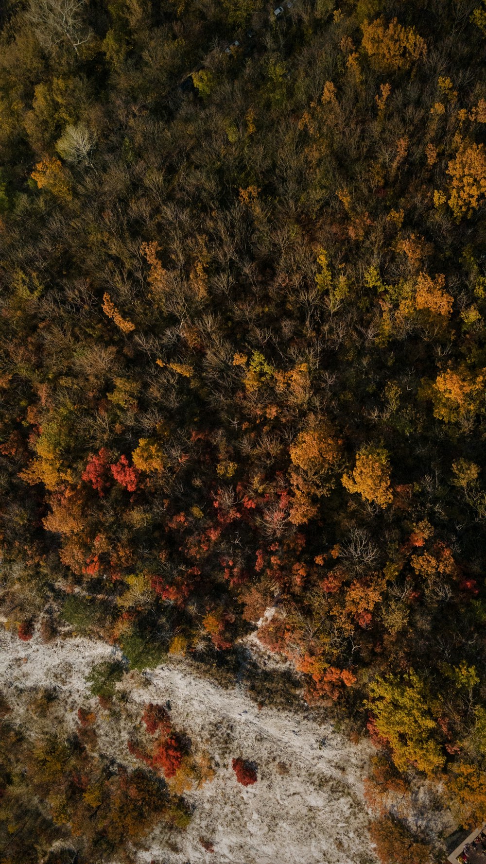 an aerial view of a forest in the fall