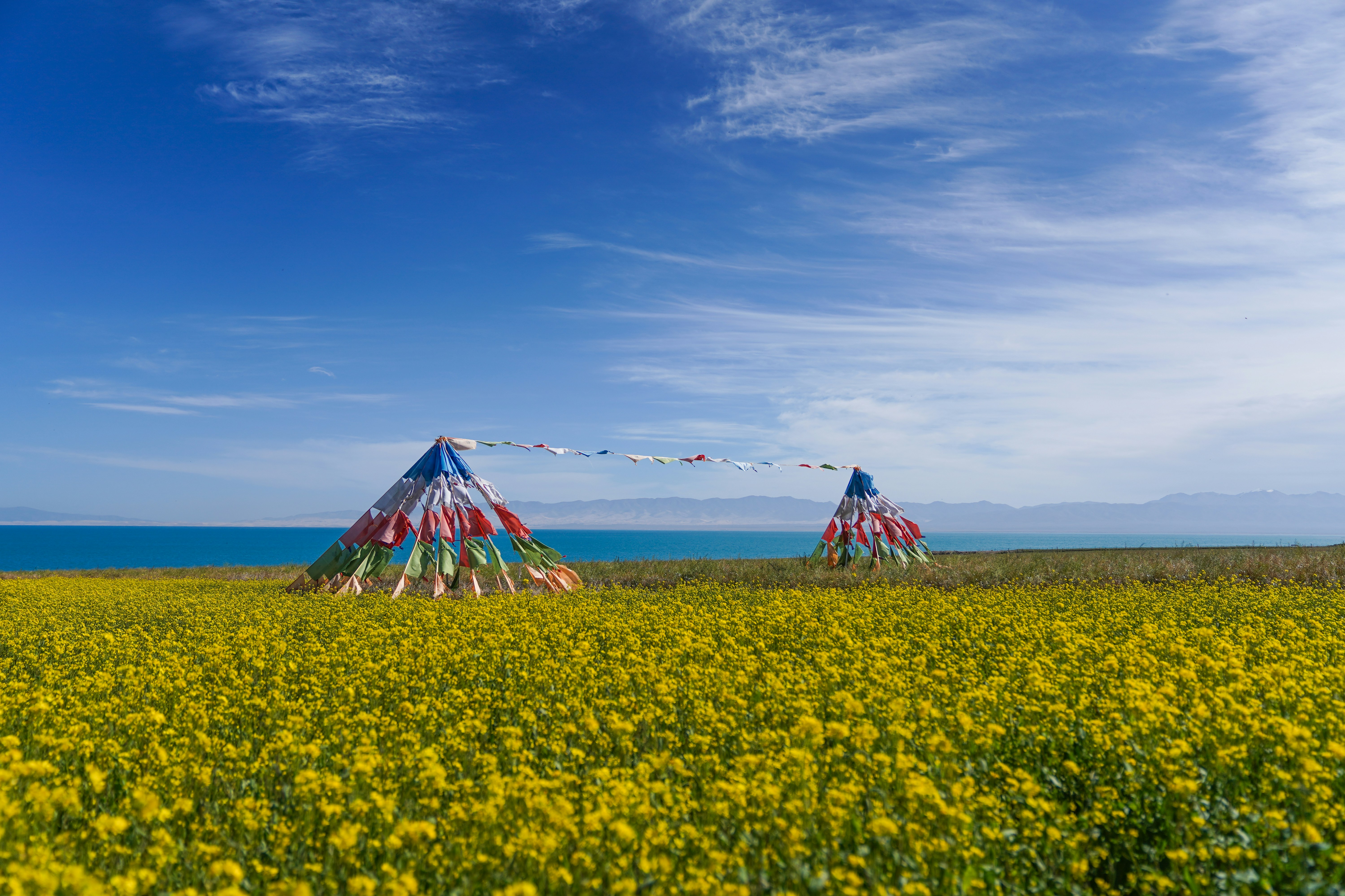 two teepee tents in a field of yellow flowers