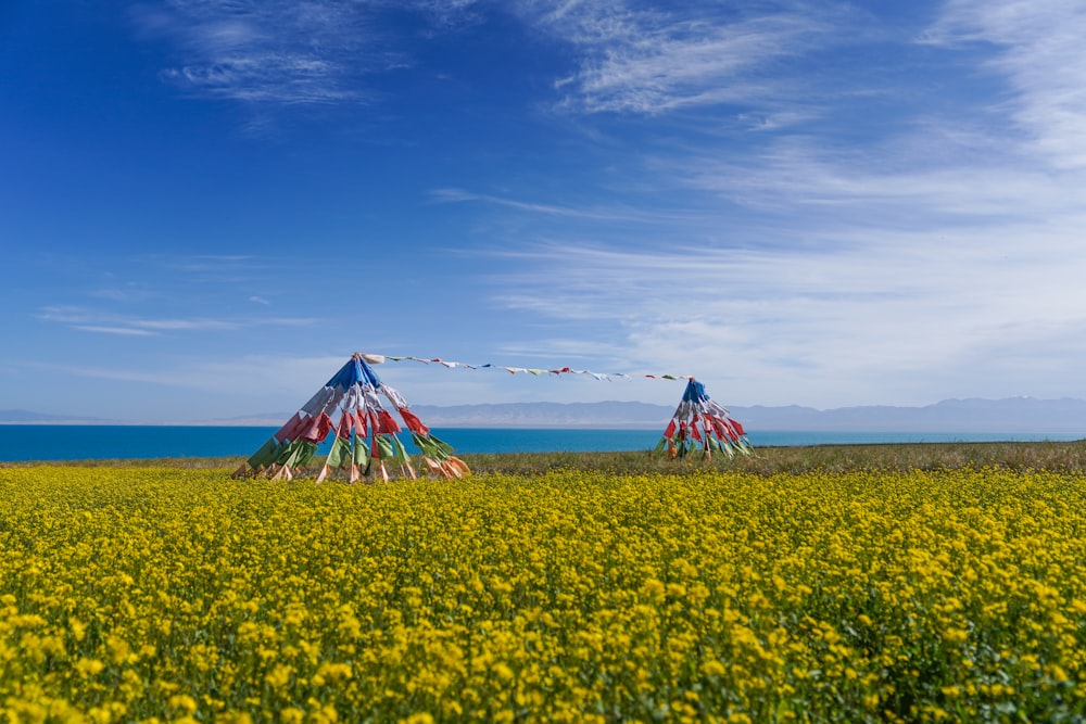 two teepee tents in a field of yellow flowers
