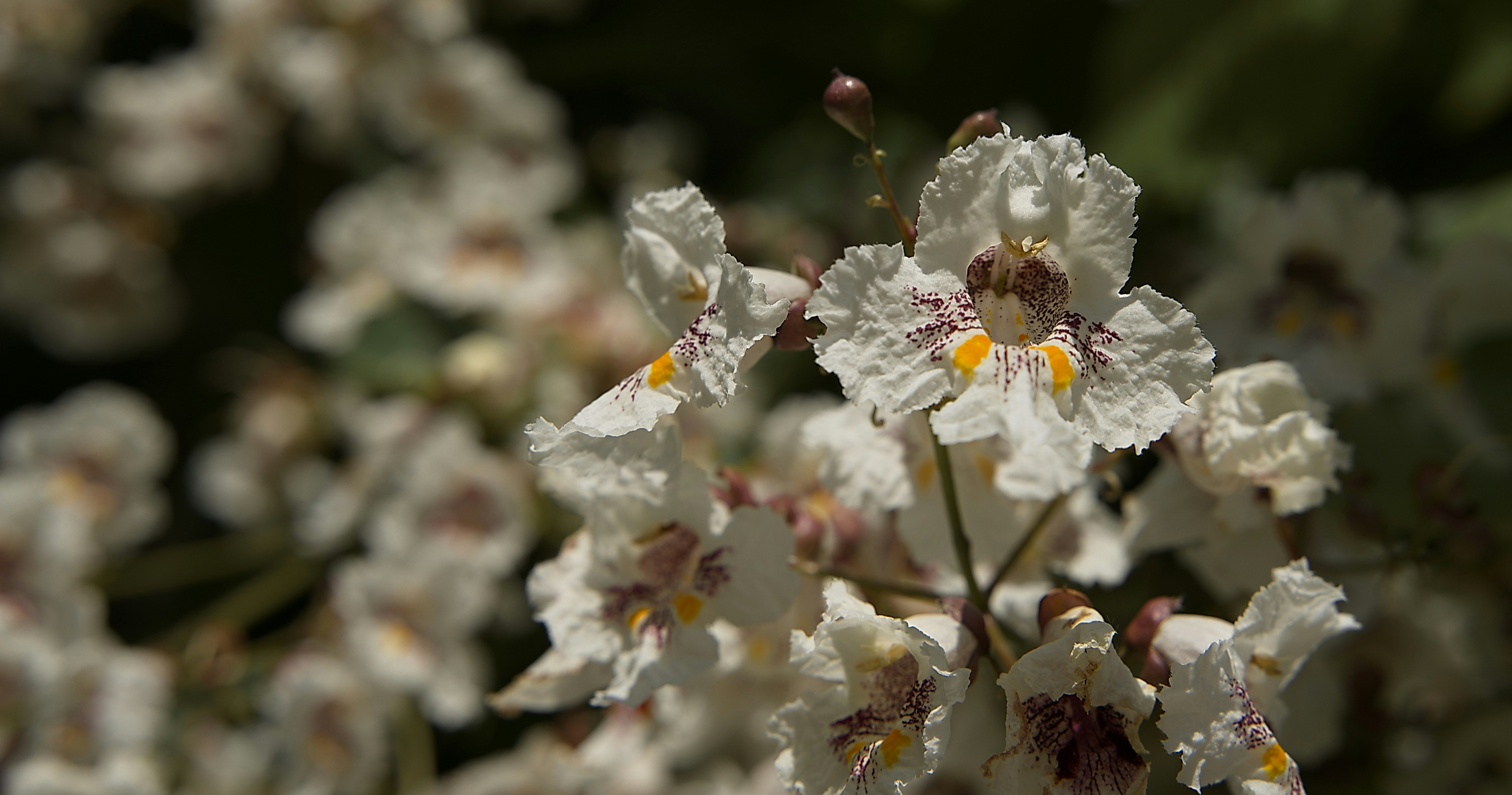 ein Strauß weißer Blüten mit gelben Zentren
