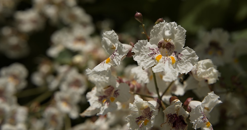 a bunch of white flowers with yellow centers